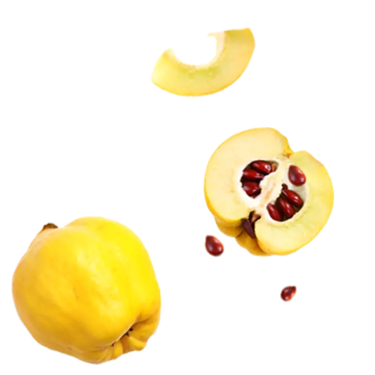 29_fruto_marmelo.png